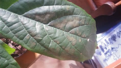 Avocado Brown Spots And Curling Leaves On Avocado