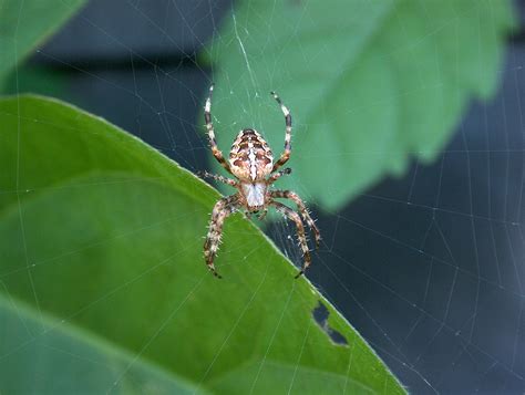 Araneus Ara A Naturaleza Foto Gratis En Pixabay Pixabay