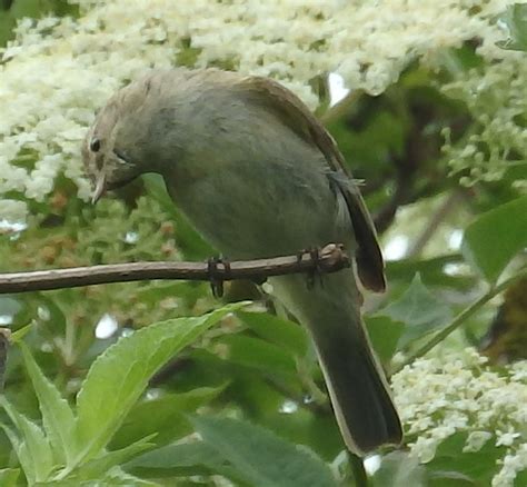 Benson And Ewelme Wildlife