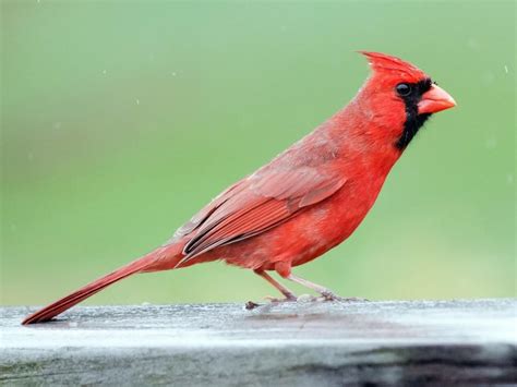 West Virginia S State Bird