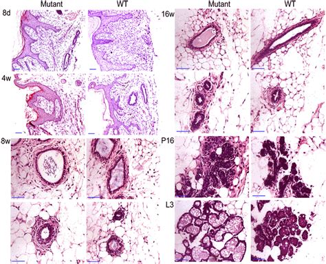 Histological Analysis Of Mammary Glands Mammary Glands Harvested From