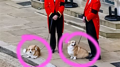 Queen Elizabeth Iis Corgis Await Coffins Arrival At Windsor Castle