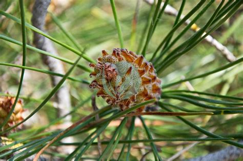 Pinus Pinea Pin Parasol Ou Pin Pignon Clorofila