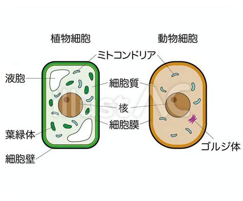 植物細胞と動物細胞イラスト No 2273425｜無料イラスト・フリー素材なら「イラストac」