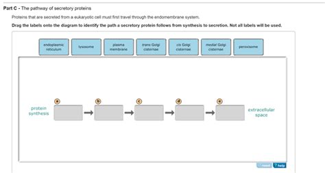 Solved: The Pathway Of Secretory Proteins Proteins That Ar... | Chegg.com