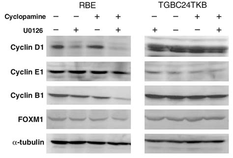 Expression of cell cycle-related proteins in CCA cells treated with ... 