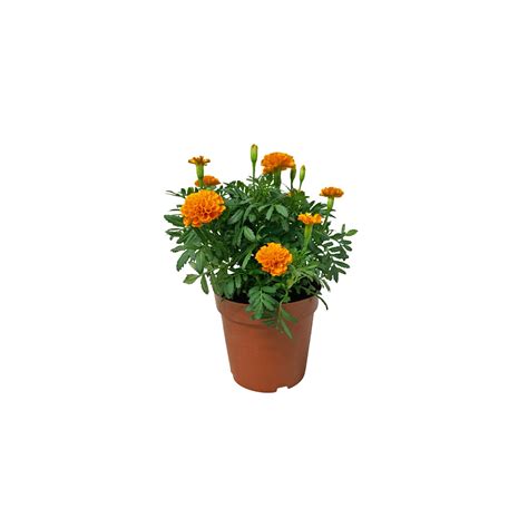 Garden Marigold (Tagetes)