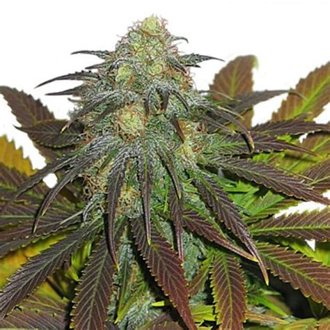 California Orange Dutch Passion Seeds Fem Original Seeds Store