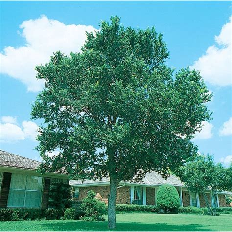 Cedar Elm Tree Texas Ernie Vo