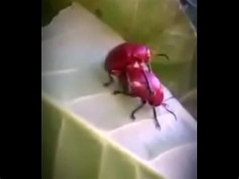 Sexo En La Naturaleza XVIDEOS