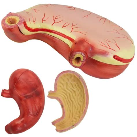 Mod Le D Anatomie Estomac De L Humains Corps Humain Humain Anatomique