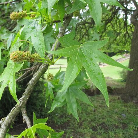 Liquidambar Styraciflua In Insole Court