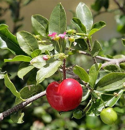 Barbados Cherry Tree Acerola Cherry Tree Acerola Fruit Trees Etsy