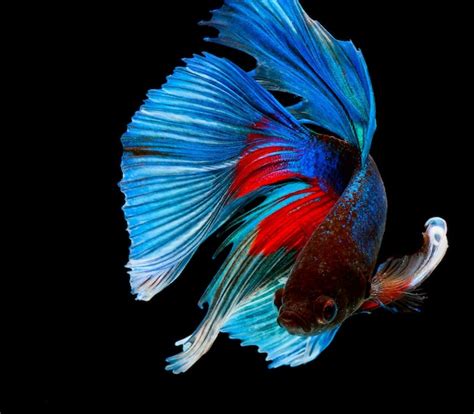 Halfmoon betta fish pez luchador siamés captura movimiento de peces