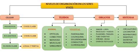 Filemapa Conceptual De Los Seres Vivos Sus Niveles De Organizacion Y