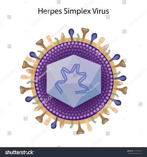 Common Structure Of Herpes Viruses Stock Photo Shutterstock