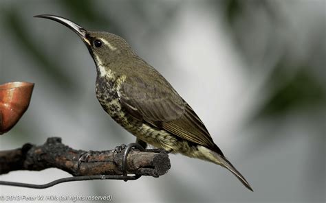 Sunbird Amethyst (Chalcomitra amethystina) female - Cape West South ...