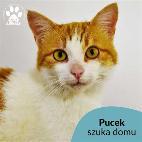 Przekochany I Agodny Kocurek Do Adopcji Poznajcie Pucka Bojano Olx Pl