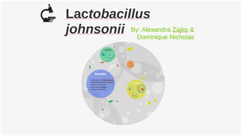 Lactobacillus Johnsonii By Alexandra Zajko