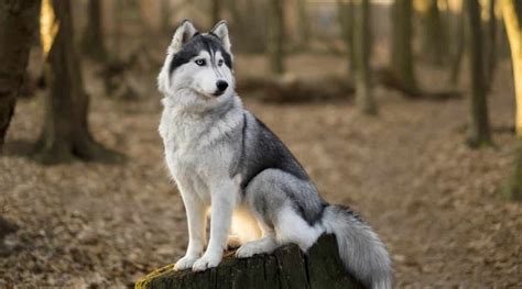 Wolf Like Dog Breeds 18 Different Breeds That Look Like Wolves