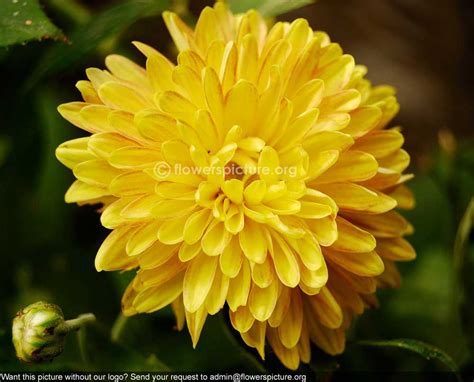 chrysanthemum yellow red banglore flower show jan