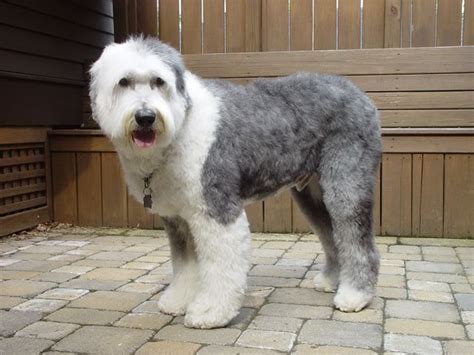 Old English Sheepdog Old English Sheepdog Puppy Shepherd Dog Breeds