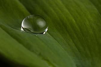 Macro Drip Drop Of Water Leaf Close Up Water Rain Raindrop