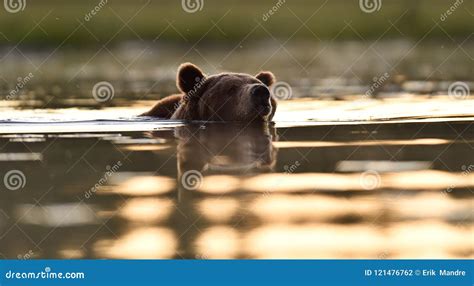 Brown Bear Swims In A Pond Stock Photo Image Of Nature 121476762