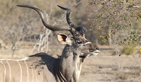 Greater kudu facts, distribution & population | BioDB