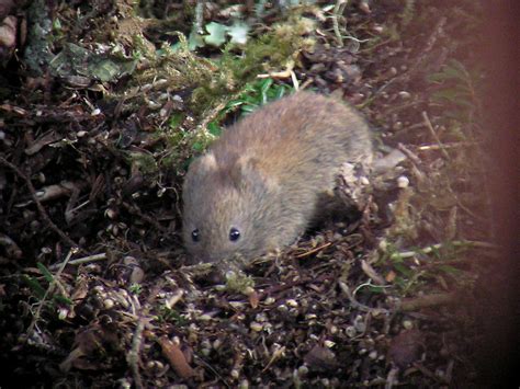 Northern Red Backed Vole From Bonnie Brae Subdivision Douglas Island