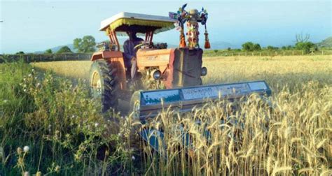 Bumper Wheat Crop Makes Taxila Farmers Happy Newspaper Dawn