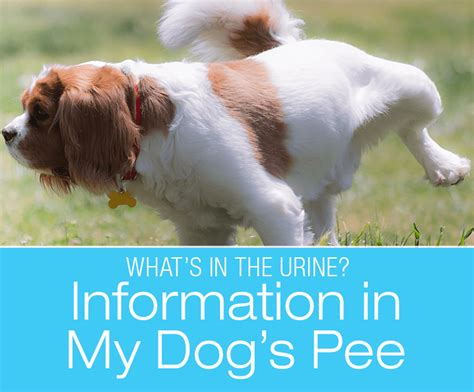 how to get my dog to pee