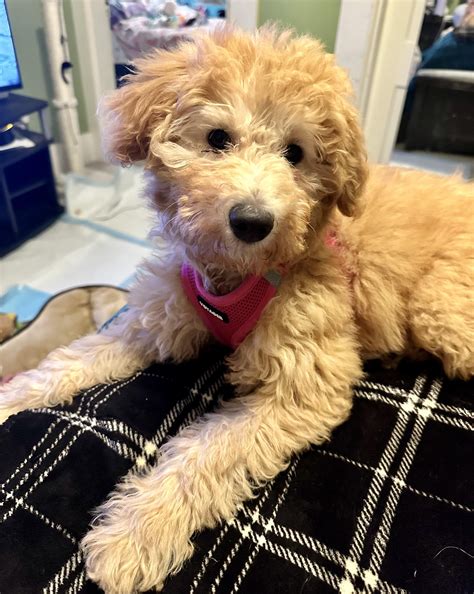 Everybody meet Bunny! ️ My first mini golden doodle! : r/MiniGoldenDoodle