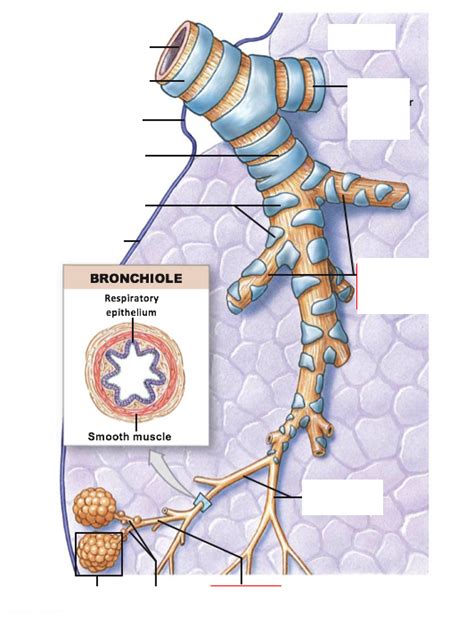 Bronchi And Bronchioles Diagram Quizlet