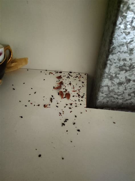 Our Project | My Pest Exterminator