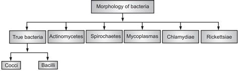 Morphological Classification Of Bacteria Solution Parmacy