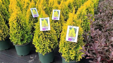 Thuja Jantar Golden American Arborvitae Bright Very Colorful