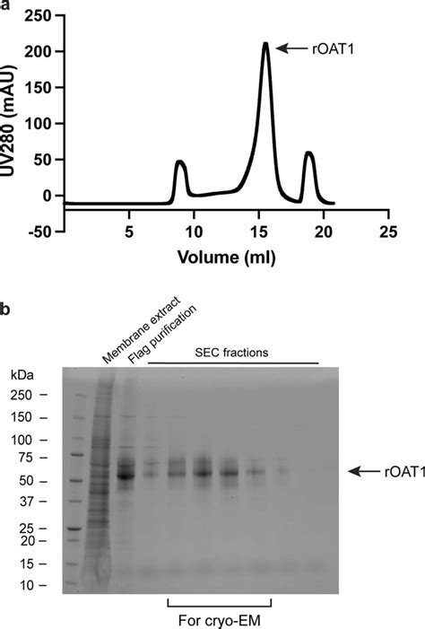 Protein Purification Of Roat A Size Exclusion Chromatography Sec