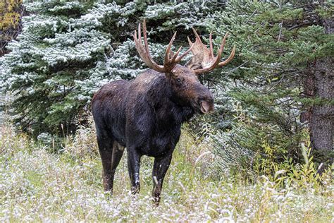 Bull Moose Autumn With Snow Photograph By Russell Myrman