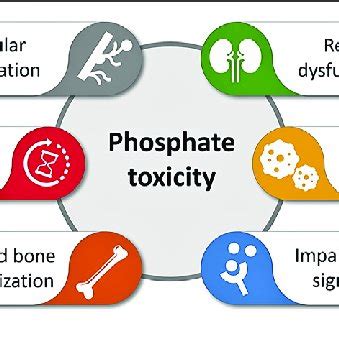 | Simplified diagram illustrating various adverse events of phosphate... | Download Scientific ...