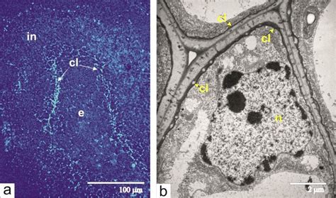 Callose in the integument cells adjacent to the lysis zone: (a ...