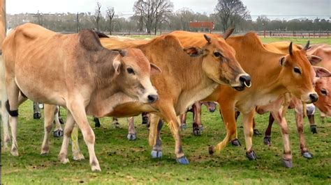 Sapi Lembu Jinak Dan Gemuk Berkeliaran Di Ladang Rumput Yang Luas