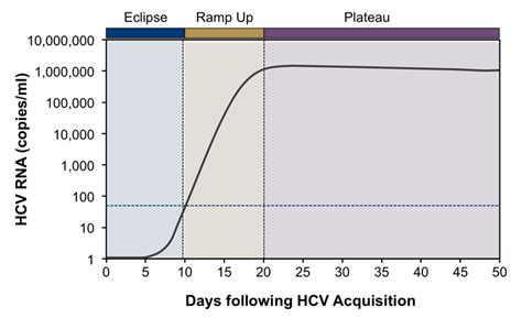 What Is Hepatitis C Viral Load? | Livers With Life