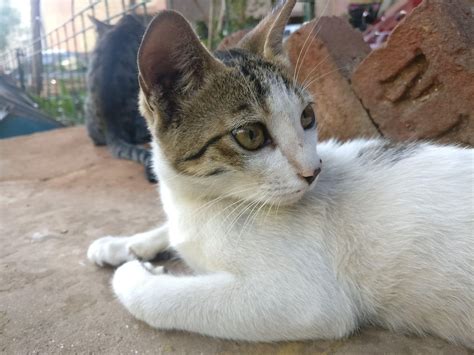 veterinarian - Hair loss on stray cat's head behind ears - Pets Stack ...