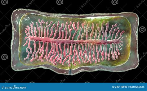 Proglottid Of Tapeworm Taenia Solium Royalty Free Illustration