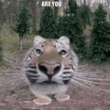 Tiger Silly Tiger Meme GIF - Tiger silly Tiger Tiger meme - Discover ...