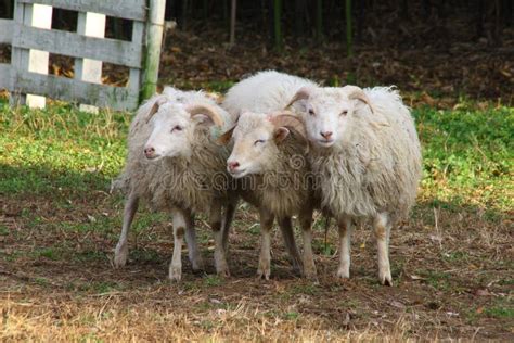 Three Sheep Stock Photo Image Of Mammal Outdoor Rural 28048896