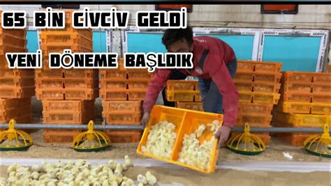 TAVUK ÇİFTİĞİ CİVCİVLERİMİZ GELDİ YENİ DÖNEME BAŞLADIK YouTube