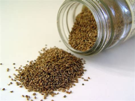 Celery Seed Extract – Custom Formulation Supplement Manufacturer Private Label NutraCap Labs