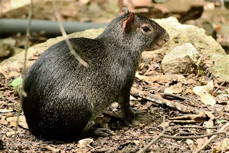 Mexican Agouti In September 2018 By Luis Guillermo Ejemplares